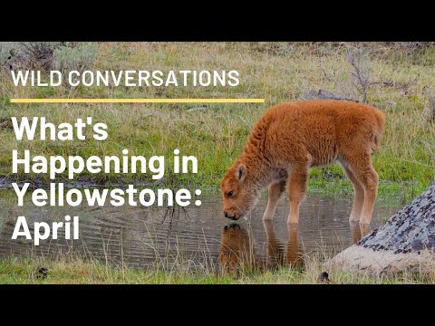 Video: Laporan Aktiviti Seismik Yellowstone April - Pandangan Alternatif