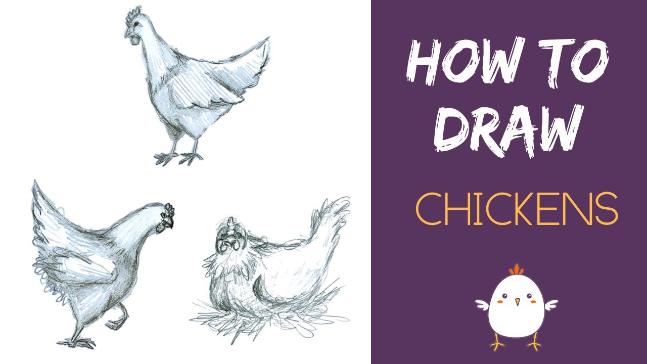 How To Draw Chickens Chicken Sketch Tutorial YouTube Maxresdefault