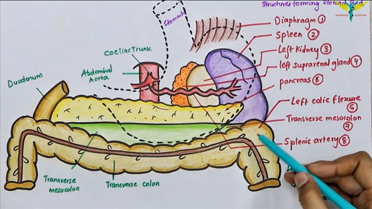 Stomach Bed Structures Mnemonic Stomach Bed Structures Mnemonic