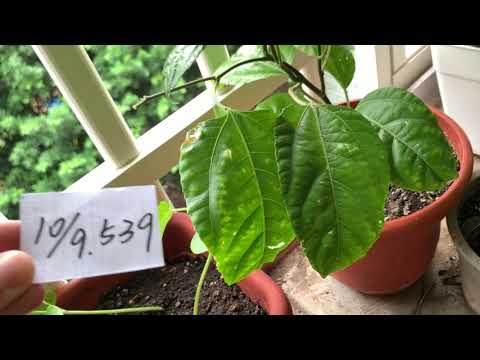 植栽539 | 10月9日(一)百香果持續線上攀爬等待開花！