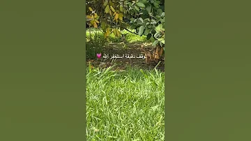 وتوبوا إلى الله جميعا أيها المؤمنون لعلكم تفلحون القارئ ماهر المعيقلي قرآن اشتراك بالقناة 