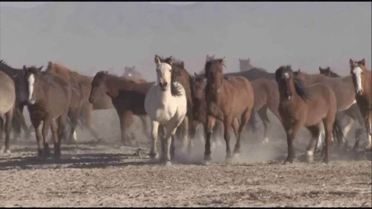 Lawsuit over horse slaughterhouse delay YouTube