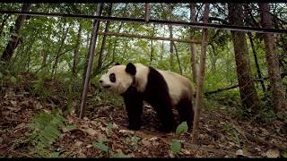 Pandas 3D Trailer