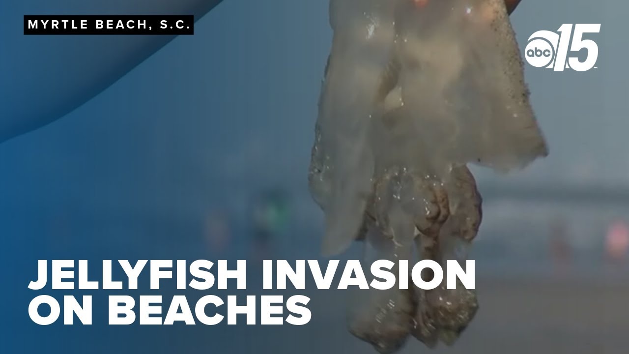 Can you 'jelly-ieve it?' Jellyfish invasion on Grand Strand beaches