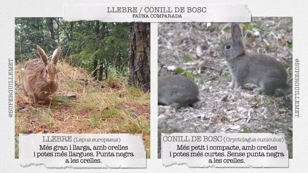 Llebre / Conill de bosc