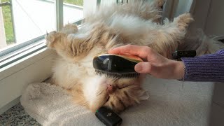 30 Min CAT ASMR with Poki (Purring, Grooming, Brushing) Chill with Poki & Kiwi
