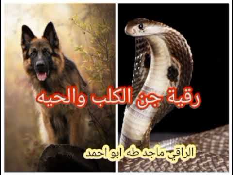 رقية جن الكلب والحيه ماجد طه ابو احمد 