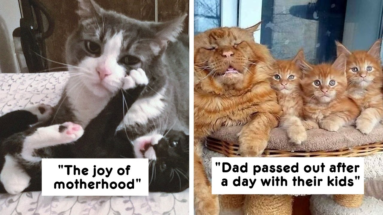 The Cutest Animal Parenting Moments Ever