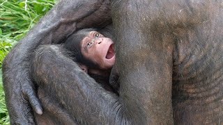14dayold Furuto's baby 202207　Asahiyama Zoo　Chimpanzee　202207