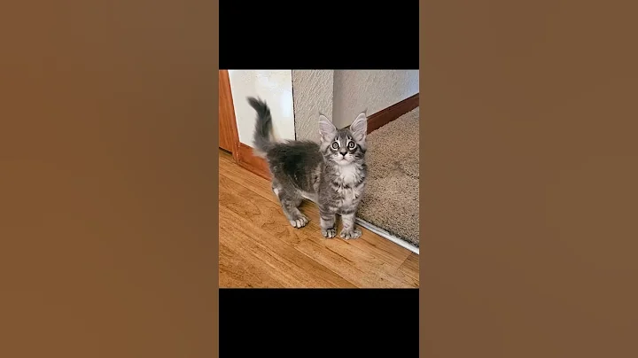 Video 10954401: polydactyl maine coon, maine coon meets, baby maine coon