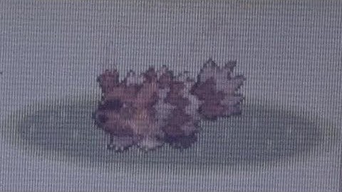 54. LIVE Random Shiny Zigzagoon Ruby Version Full Odds