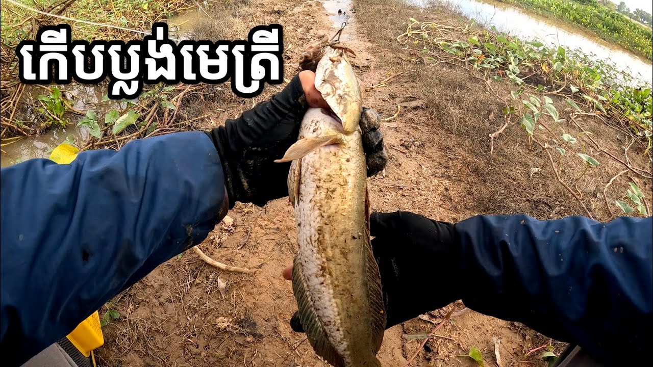 ប៉ះសម្បុកមេត្រីចូលសុទ្ធតែខ្នាត #FishingInCambodia2025 #SnakeheadFish #FishingTrip2025 #បបក់ត្រីស្រែ