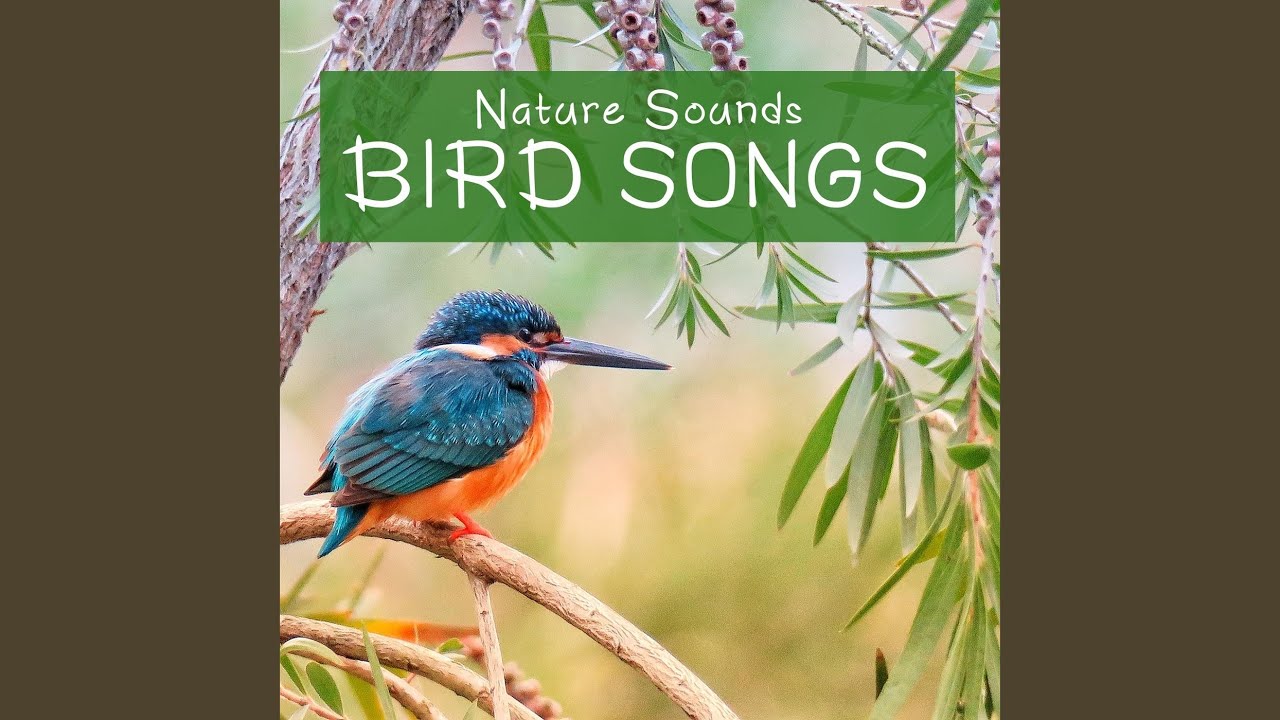 birds nature sounds mp3 free download