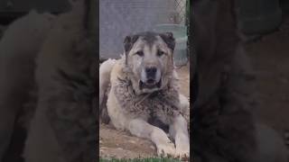 DEV KANGAL !! ÇOK GÜÇLÜ #kurtçu #adamcı #meydancı  #kangal #wolf #shorts #hüseyinyıldız #hepsigerçek