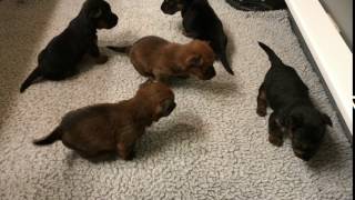 Australian Terrier Puppies 3 Weeks by mechajl 225 views 6 years ago 31 seconds