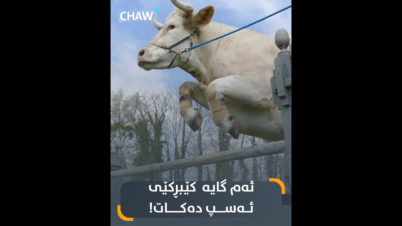 ئەم گایە کێبڕکێێ ئەسپ دەکات