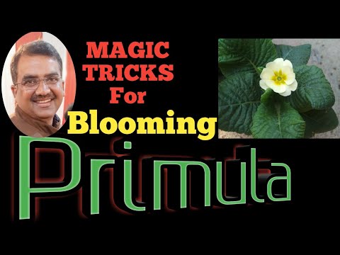 Caring For Primula Plants || Growing Primerose