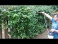 How to Get Rid Poison Ivy,  Poison Oak and English  ivy -  - Excellent Result