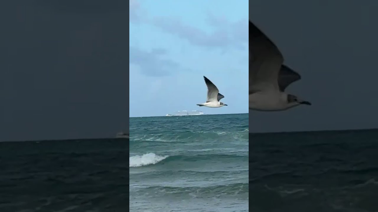 Chatbox is missing! Где чат? Жизнь на пенсии в Маями, Флорида. США.#америка My Miami Life is live!