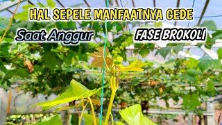 Trivial Things But Big Benefits For Grapes In Broccoli Phase‼️Beginners Must Watch