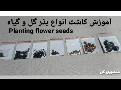 تصویری: تکثیر بذر گل همیشه بهار - آموزش نحوه تکثیر گیاهان گل همیشه بهار
