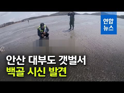 안산 대부도 갯벌에서 백골 시신 발견…국과수 부검 의뢰 / 연합뉴스 (Yonhapnews)