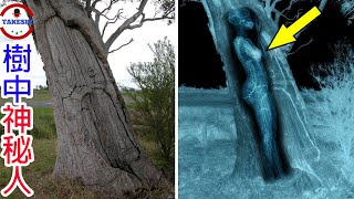 [生物放大鏡]恐怖樹中人的真相 | 樹木令人傻眼的特殊用途與現象 |  令科學家不敢相信的樹中樹現象