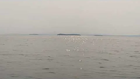 Seal Song