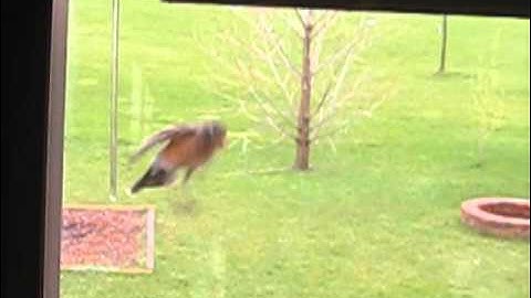 Robin attacks window