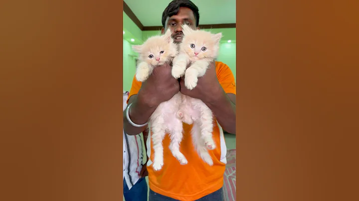 Video 11785001: persiancat cat pets, persian cat low