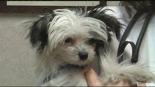 Are jerky treats making pets sick