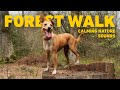 No ads dog tv for dogs to watch  virtual dog walk with nature sounds s for dogs