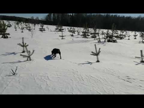 A walk with a German Jagdterrier in winter
