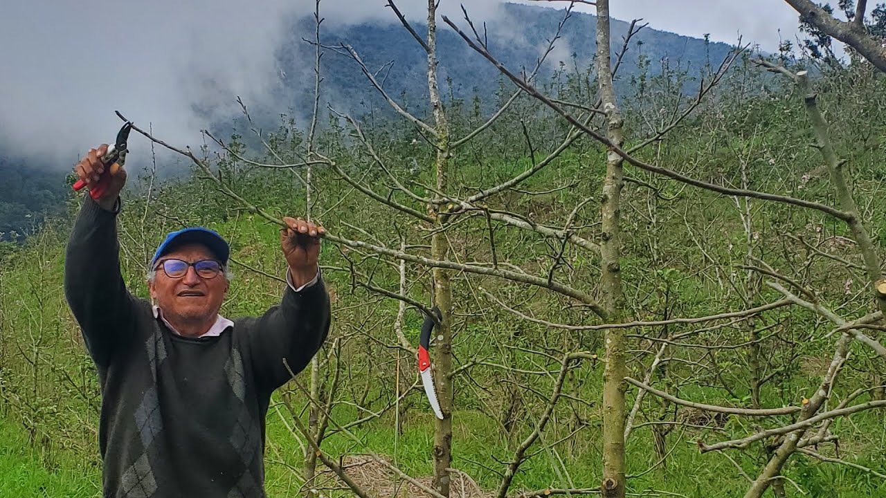 ¿Como podar manzana? en Sistema eje central