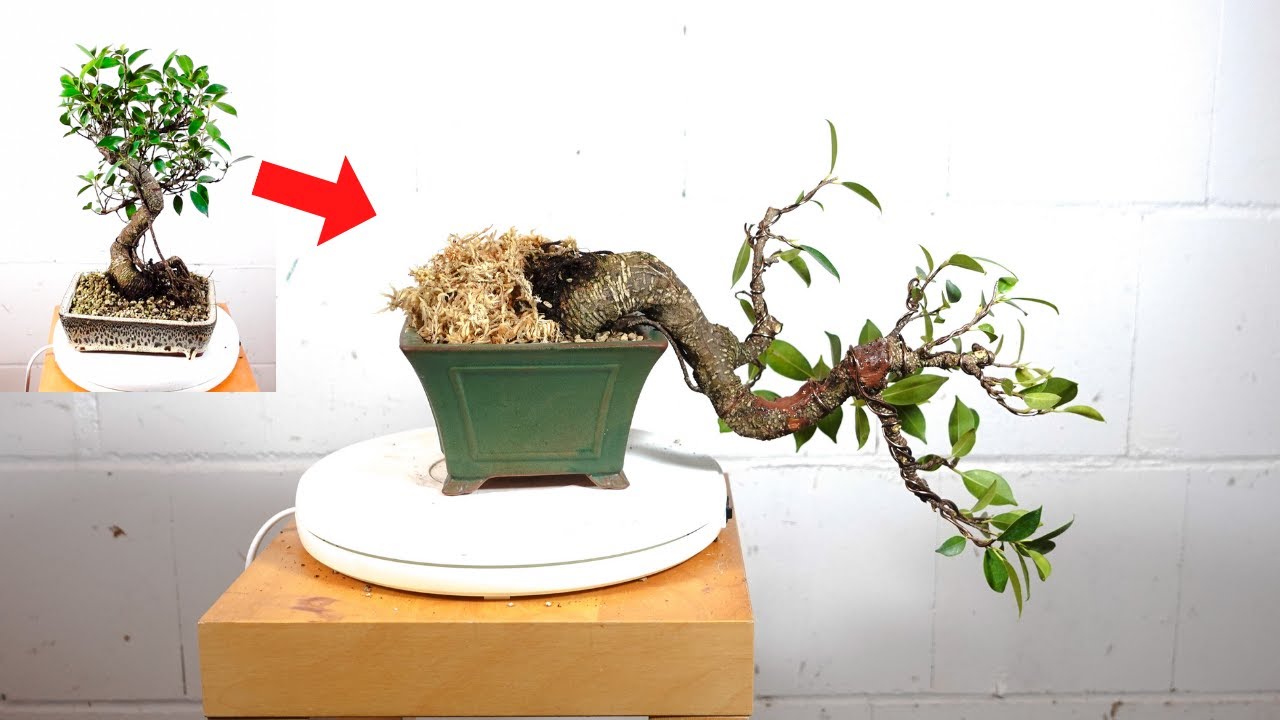 エバーフレッシュ 138cm 8号 S-shaped tree form Drastic Transformation of S-Shape Ficus Microcarpa Tigerbark