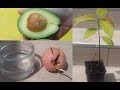 Faire pousser un avocatier à partir d'un noyau d'avocat / How to grow an avocado tree from seed