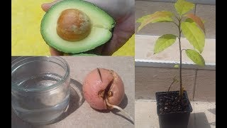 Faire pousser un avocatier à partir d'un noyau d'avocat / How to grow an avocado tree from seed