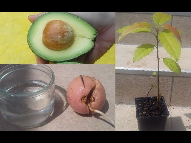 dennerle plant it DENNERLE Plant Elixir Basic – Aqua And Beyond main image 0