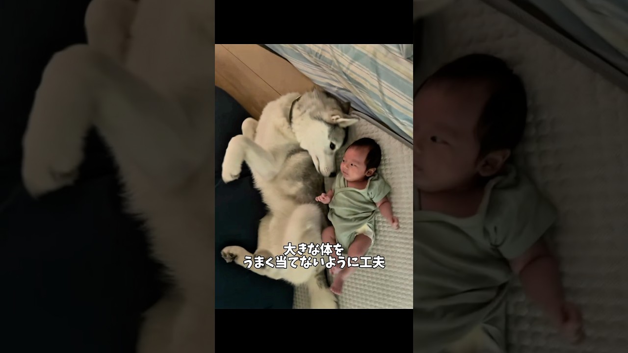 赤ちゃんの弟を優しく包み込む兄犬#ハスキン#シベリアンハスキー#ハスキー#犬と赤ちゃん#兄弟
