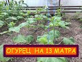 Огурец на 13 матра