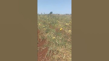 سورة مريم لشيخ محمد فاروق