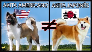 POR ISSO que o AKITA INU é diferente do AKITA AMERICANO...