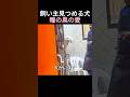 飼い主見つめる犬瞳の奥の愛