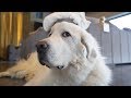 A Year with a Great Pyrenees