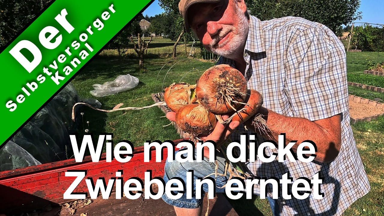 Wie man dicke Zwiebeln erntet.