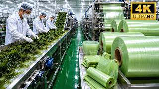 Seaweed Harvesting and Packaging Process Factory Tour