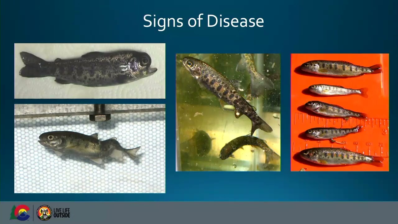 Research and work done on establishing whirling-disease resistant trout in Colorado