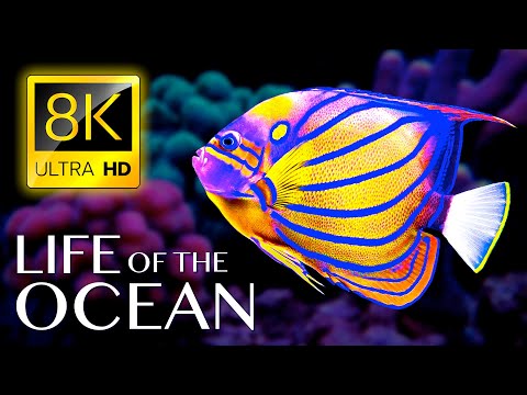 Vídeo: Animal de l'oceà. Fauna de l'oceà mundial