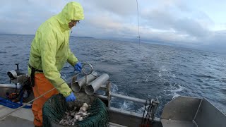 Wrapping up the Season Pt.2 - Halibut Longlining in the Gulf of Alaska