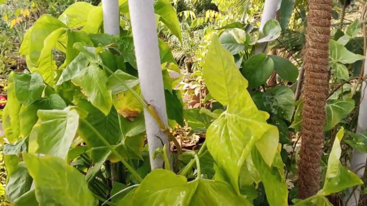 Peaceful Morning Walk | Birds Chirping, Fresh Air & Dew Drops | Nature Vibes